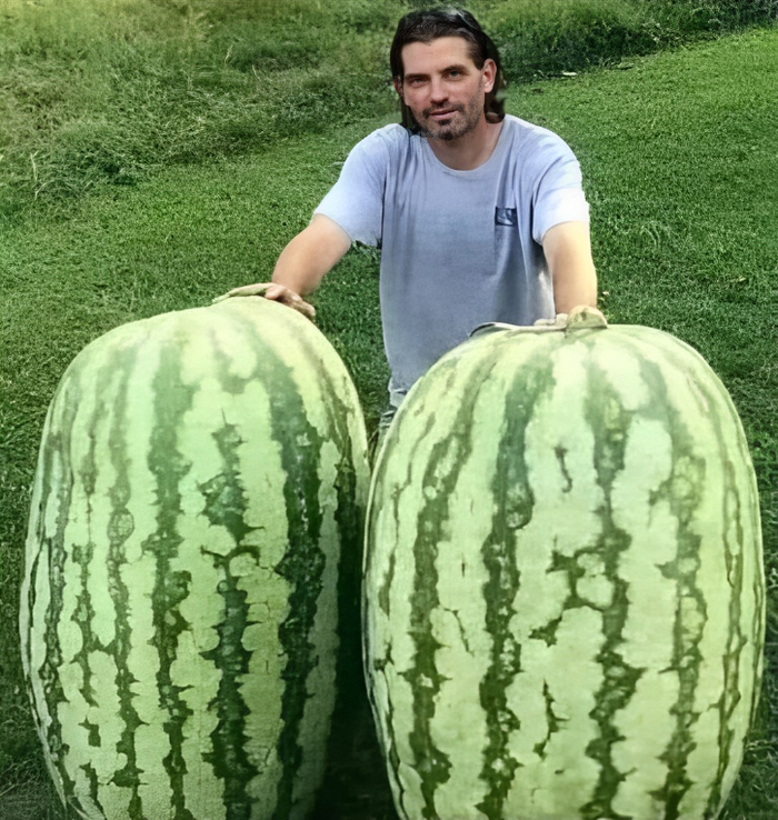 Watermelons hurt - NSFW, Vulgarity, Strange humor, Watermelon