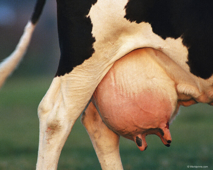 Milking! Milking! - NSFW, Boobs, Natural beauty, Cow, Udder, Images